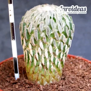 Pelecyphora aselliformis