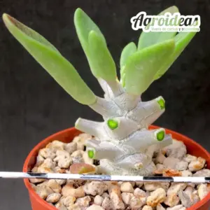 Tylecodon ventricosus