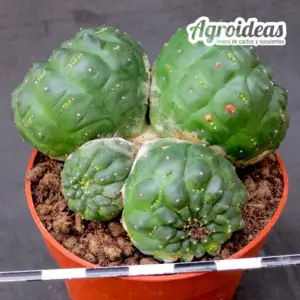 Euphorbia gymnocalycioides "policefala"