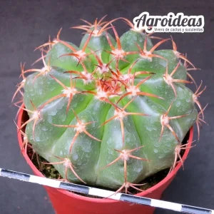 Discocactus insignis