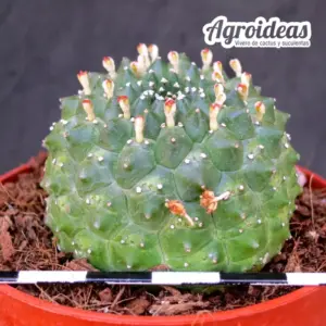Euphorbia gymnocalycioides "Kikko"