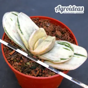 Gasteria cv. "Ivory" Ex. Robin Fuller