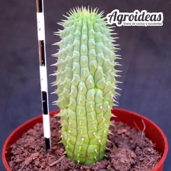 Hoodia pilifera ssp. annulata - Imagen 2