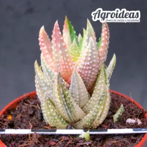 Haworthia coarctata "reverse variegata"