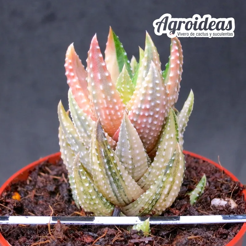Haworthia coarctata "reverse variegata"