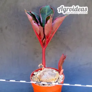 Amorphophallus atroviridis