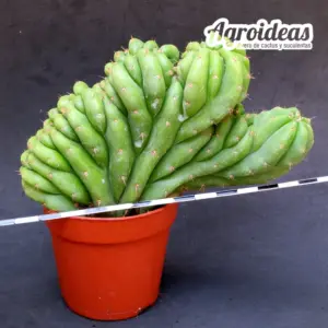 Trichocereus pachanoi «Cristata» AKA: San Pedro