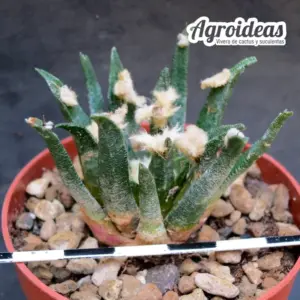Ariocarpus agavoides