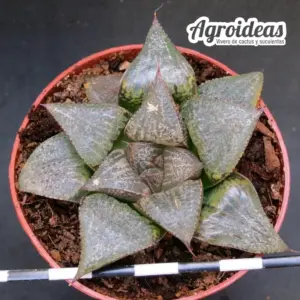 Haworthia emelyae safran river X magnifica splendens