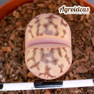 Lithops dorotheae "zorro" selección