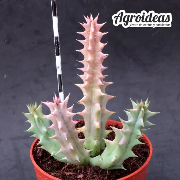 Huernia "Red Devil" AKA: "Donuts Rojo del Diablo" - Imagen 4