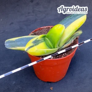 Gasteria híbrida «variegata»