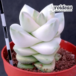 Crassula moonglow "variegata"