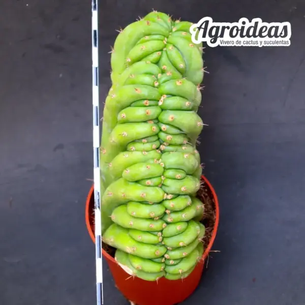 Trichocereus pachanoi «Cristata» AKA: San Pedro - Imagen 2