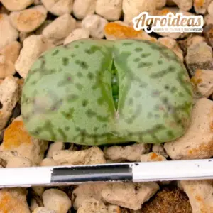 Conophytum obcordellum