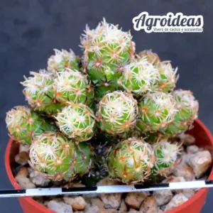 Escobaria nellieae var. minima "Clon 2"