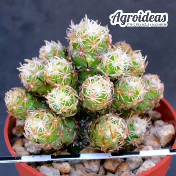 Escobaria nellieae var. minima "Clon 2"