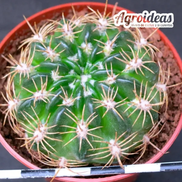 Lobivia cinnabarina v. grandiflora - Imagen 2