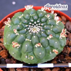 Euphorbia gymnocalycioides