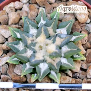 Ariocarpus kotschoubeyanus