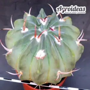 Echinofossulocactus coptonogonus