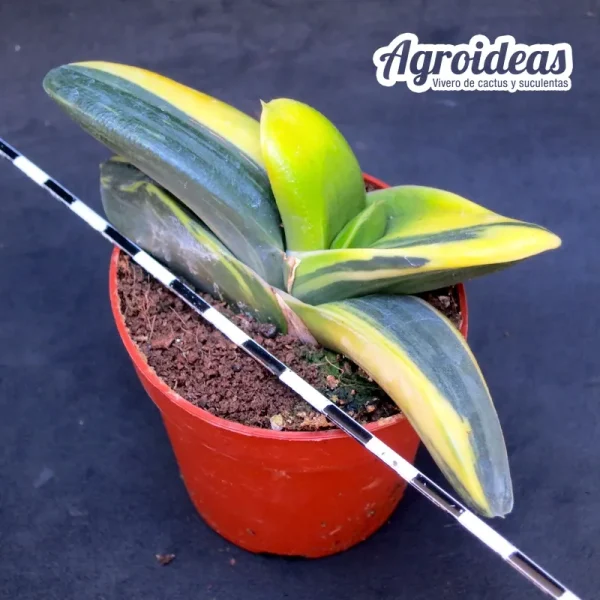 Gasteria híbrida «variegata» - Imagen 2