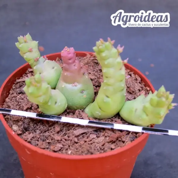 Piaranthus decorus - Imagen 2