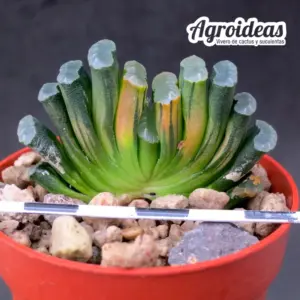 Haworthia truncata "Illumination"