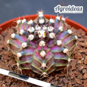 Gymnocalycium mihanowichii «T-Rex»
