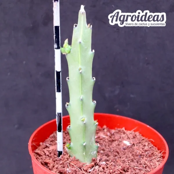 Caralluma gracilipes - Imagen 2