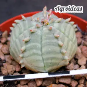 Euphorbia cv. Ferobesa «Ex. Agroideas»