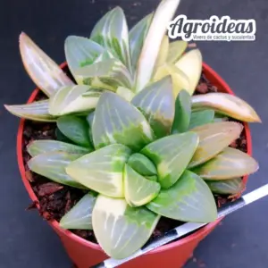 Haworthia mutica "variegata"