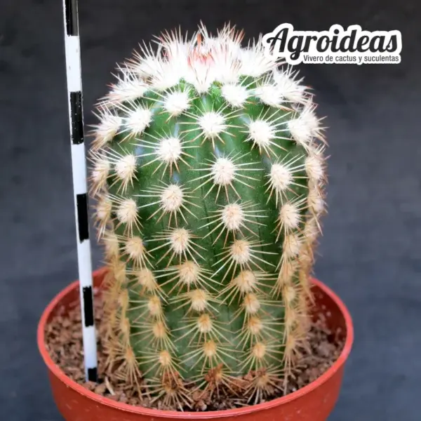 Echinocereus dasyacanthus cv. “Stevens Dream” - Imagen 2