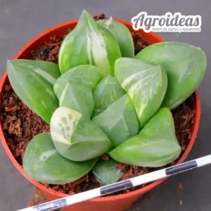Haworthia "Paradise Flower"