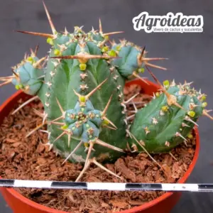 Euphorbia seibanica LAV30745