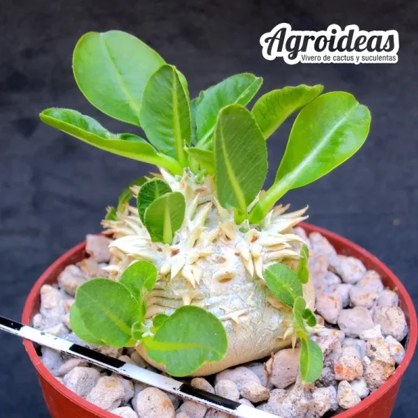Pachypodium brevicaule - Imagen 2