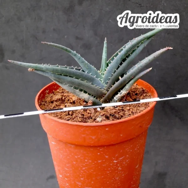 Aloe calcairophylla - Imagen 2