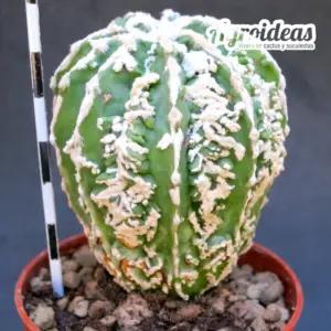 Astrophytum cv. "Koyo Fukuryu Haku-Ko"