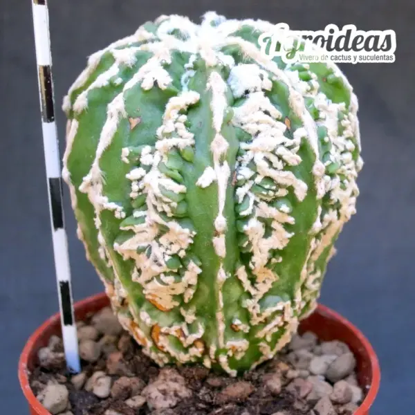 Astrophytum cv. "Koyo Fukuryu Haku-Ko"