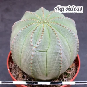 Euphorbia X obesa Hembra «Ex. Agroideas»