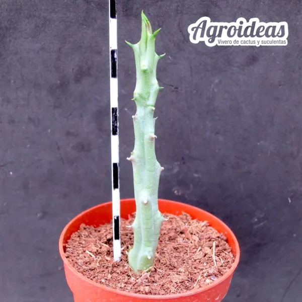 Angolluma lugardii - Imagen 2