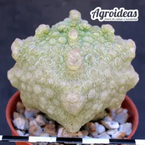 Pseudolithos cubiformis "Dragon-skin"
