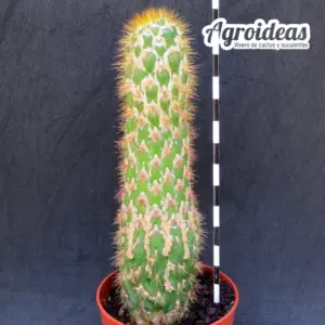 Trichocereus spachianus "monstruosus" Ejemplar