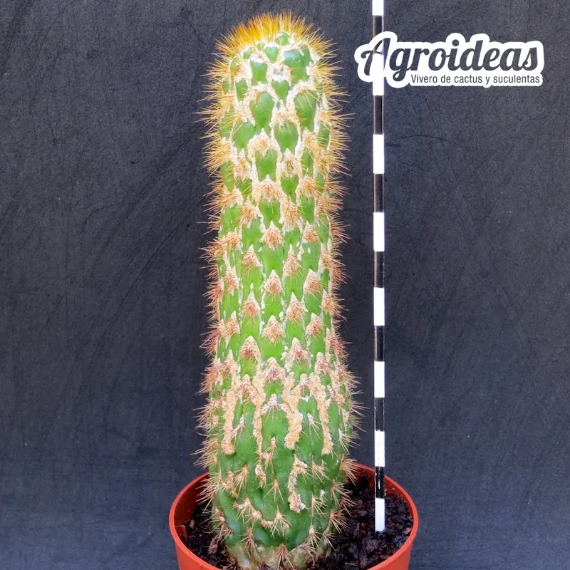 Trichocereus spachianus "monstruosus" Ejemplar