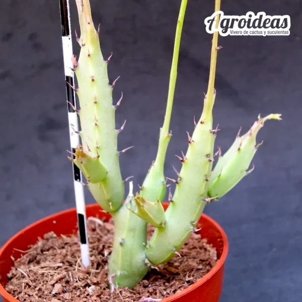Caralluma flavovirens - Imagen 2