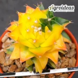 Obregonia denegrii "Variegata"