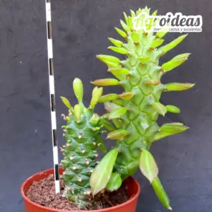 Monadenium schubei