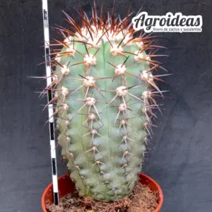Copiapoa marginata