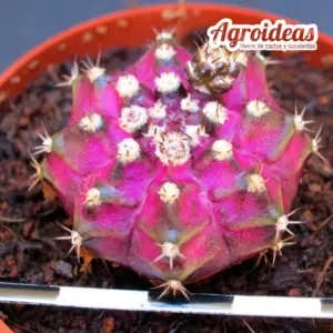 Gymnocalycium mihanowichii «T-Rex»