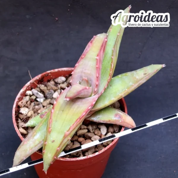 Aloe pearsonii - Imagen 3